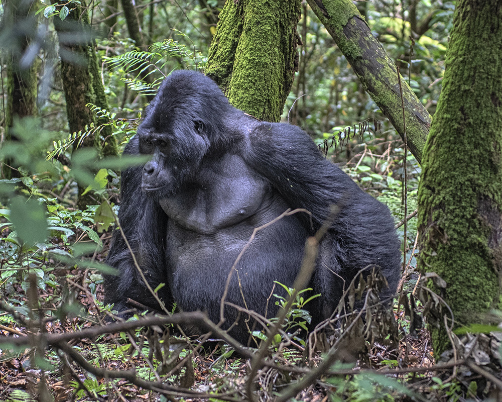 5-Day Rwanda and Uganda Gorilla Trekking Safari