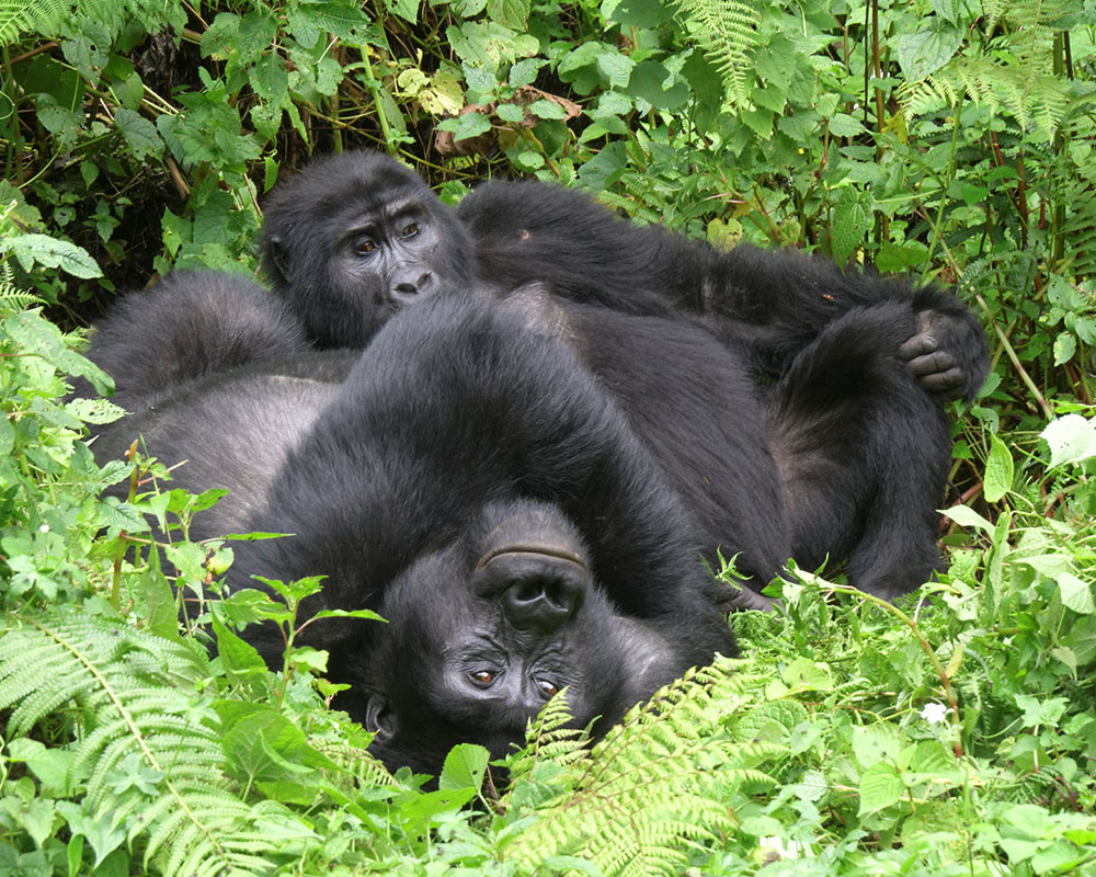 9 Days Explore Rwanda Tour