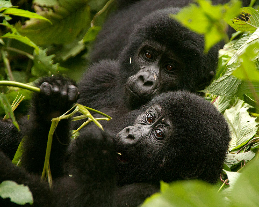 3 Days Rwanda Gorilla Trekking Safari