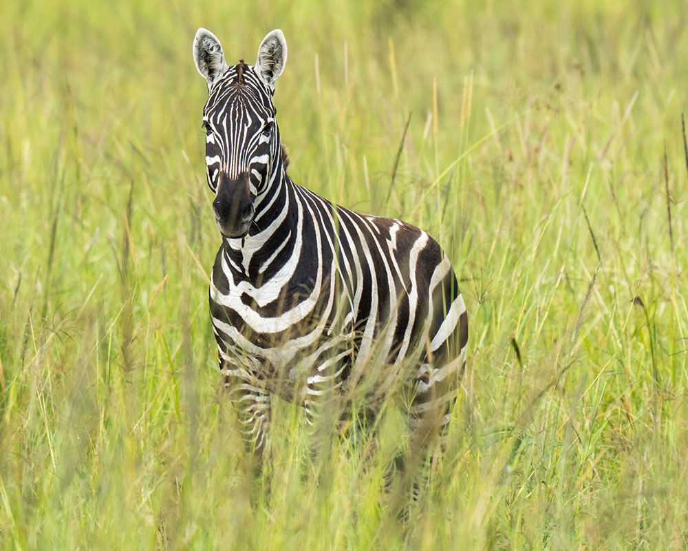 6 Days Rwanda Wildlife & Cultural Safari