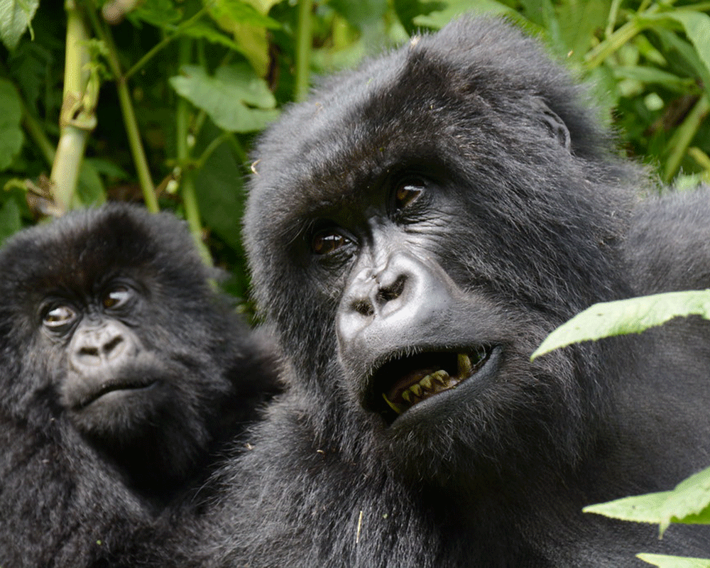 3 Days Rwanda Gorilla Trekking Safari