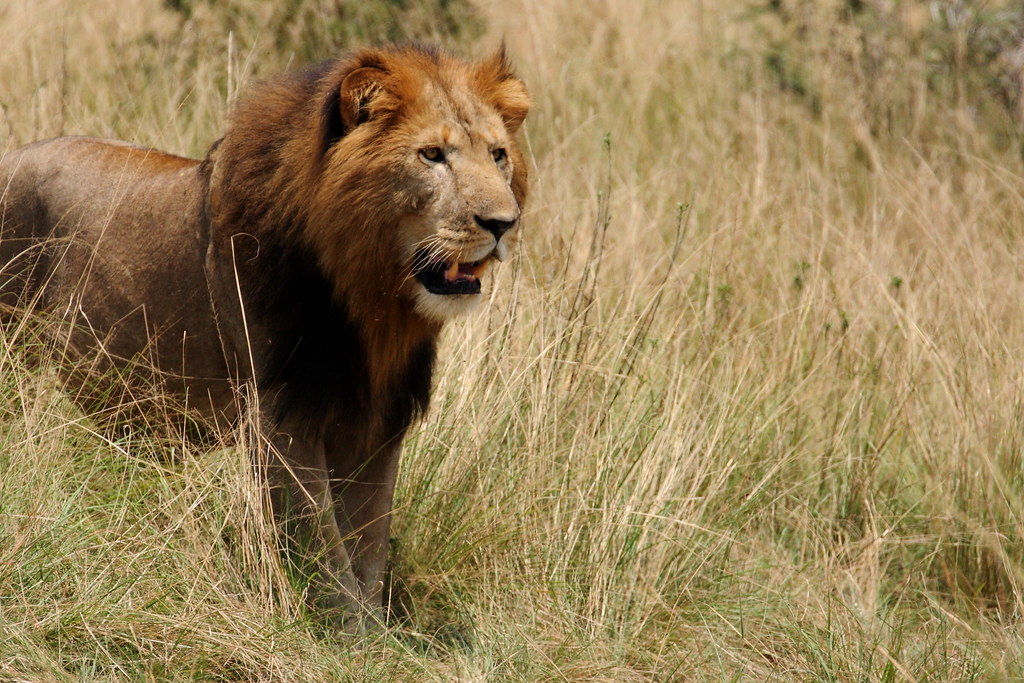 11 Days Uganda and Rwanda Tour