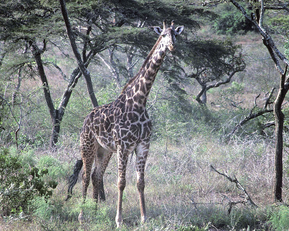 6 Days Rwanda Wildlife & Cultural Safari