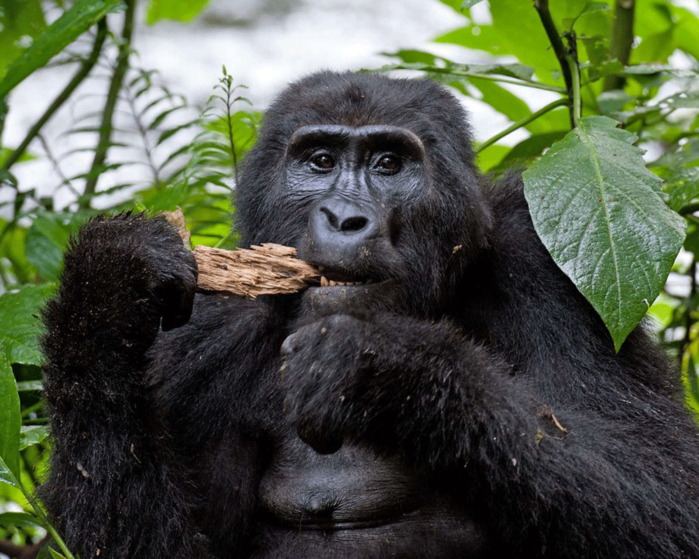 4 Days Bwindi Gorillas & Mount Bisoke Hike