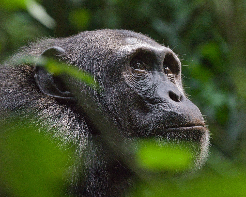 9 Days Ultimate Chimpanzee Tracking