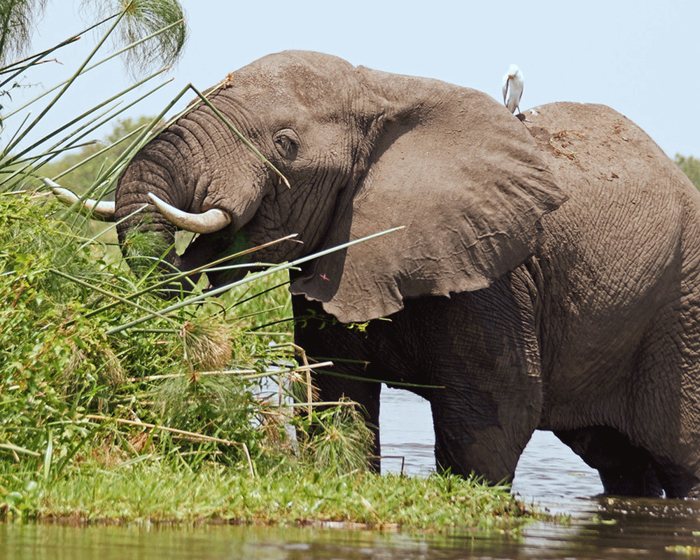 14 Days Rwanda Gorilla Trekking Safari