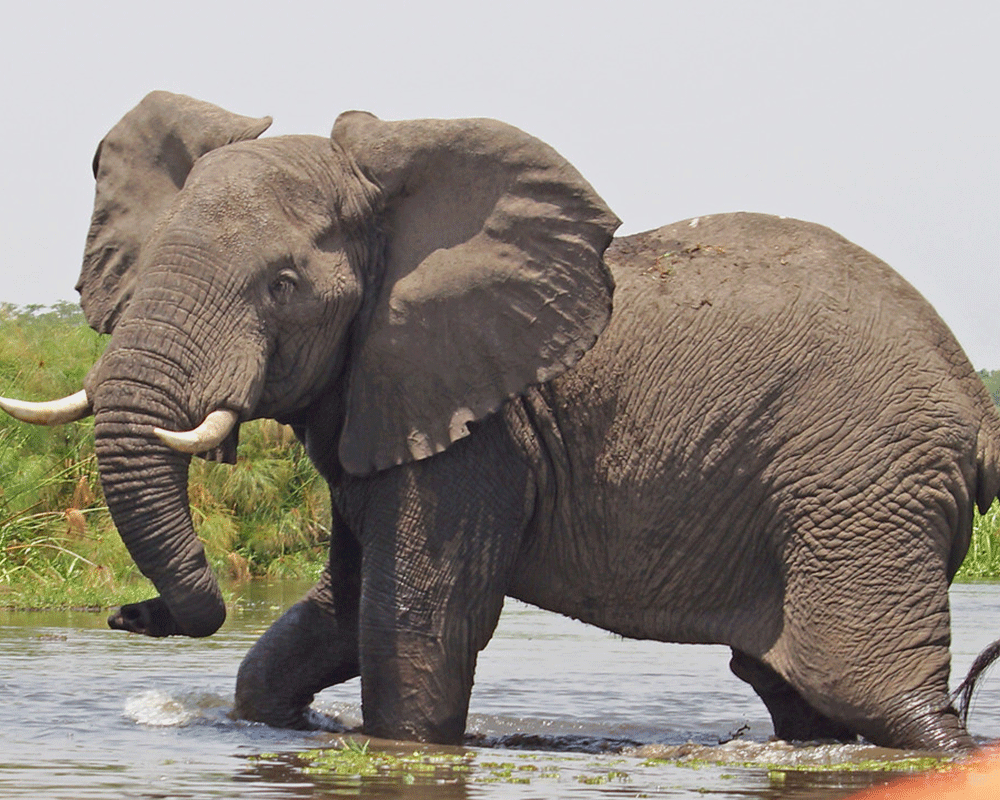 Queen Elizabeth National Park