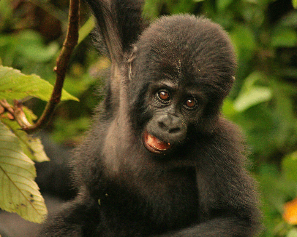 6 Days Discover Rwanda & Uganda Uniqueness