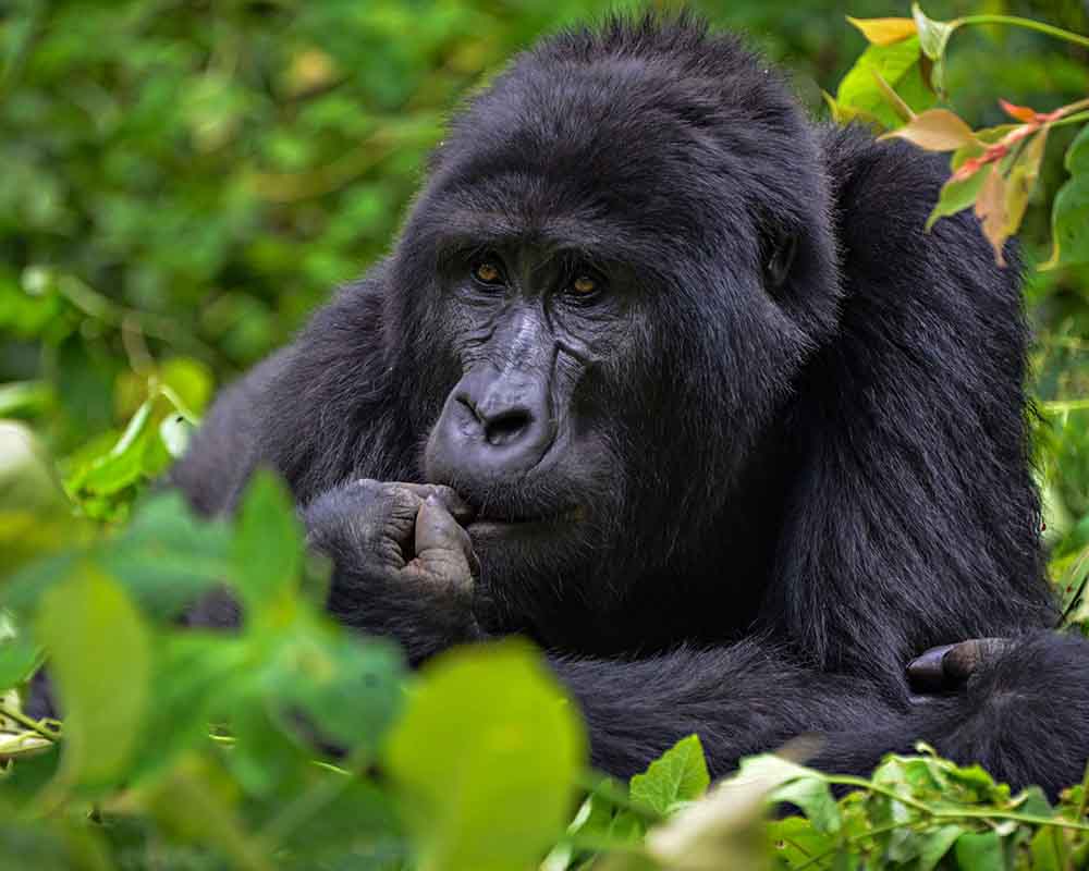 6 Days Gorilla Trekking Experience in Uganda