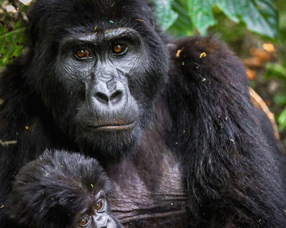 10 Days Wildlife & Gorilla Tracking Adventur