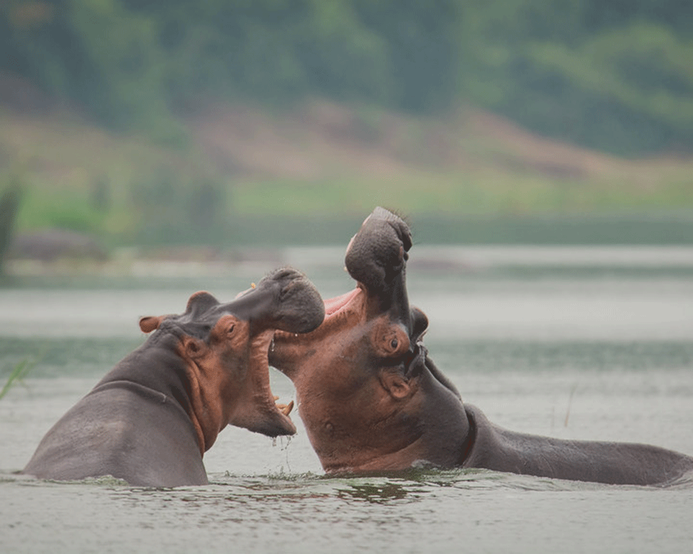 8 Days Uganda & Rwanda Tour