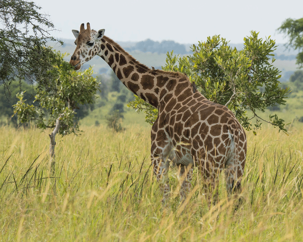 5 Days Gorilla and Wildlife Safari in Uganda