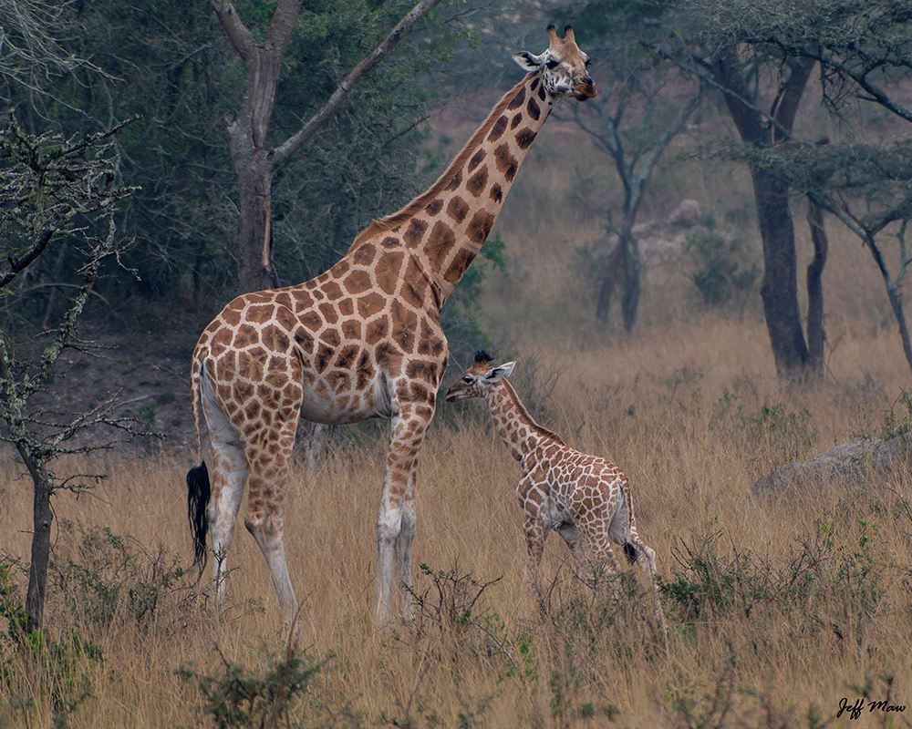 Lake Mburo National Park