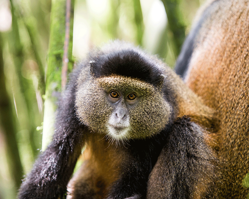 3 Days Uganda Gorillas & Rwanda Monkeys