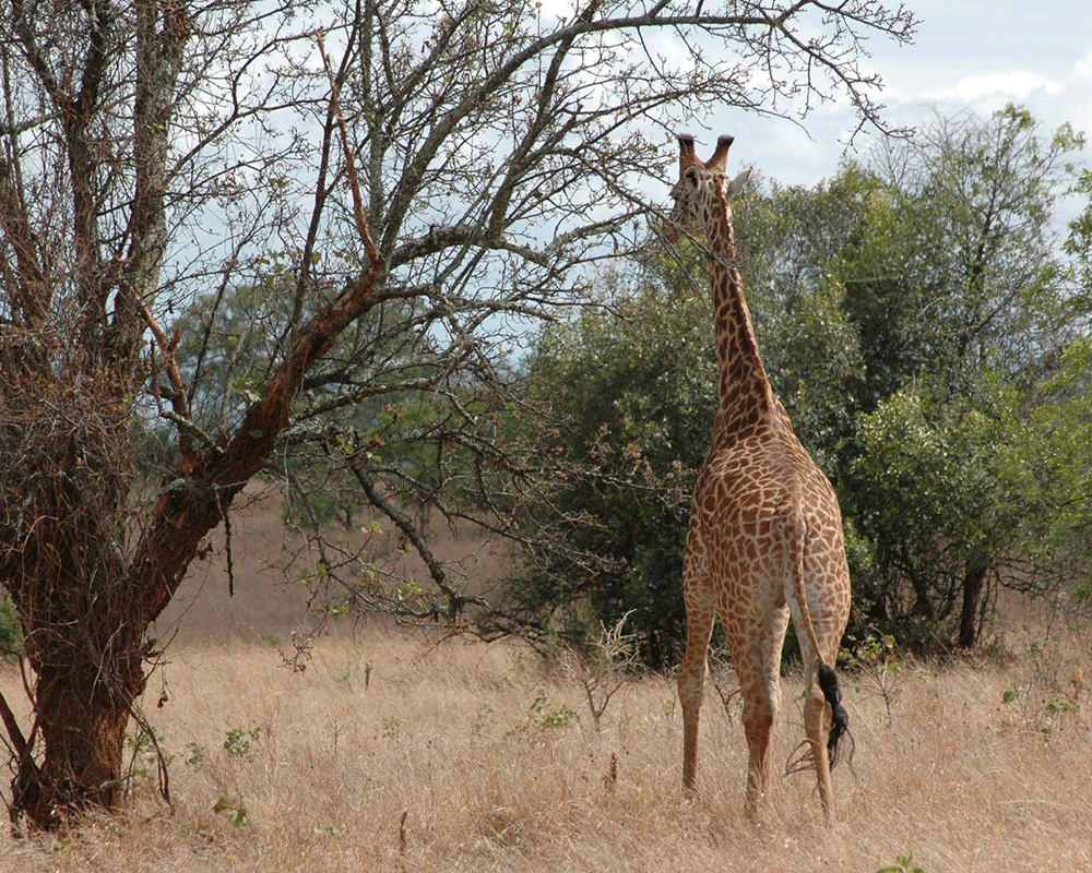 6 Days Rwanda Wildlife & Cultural Safari