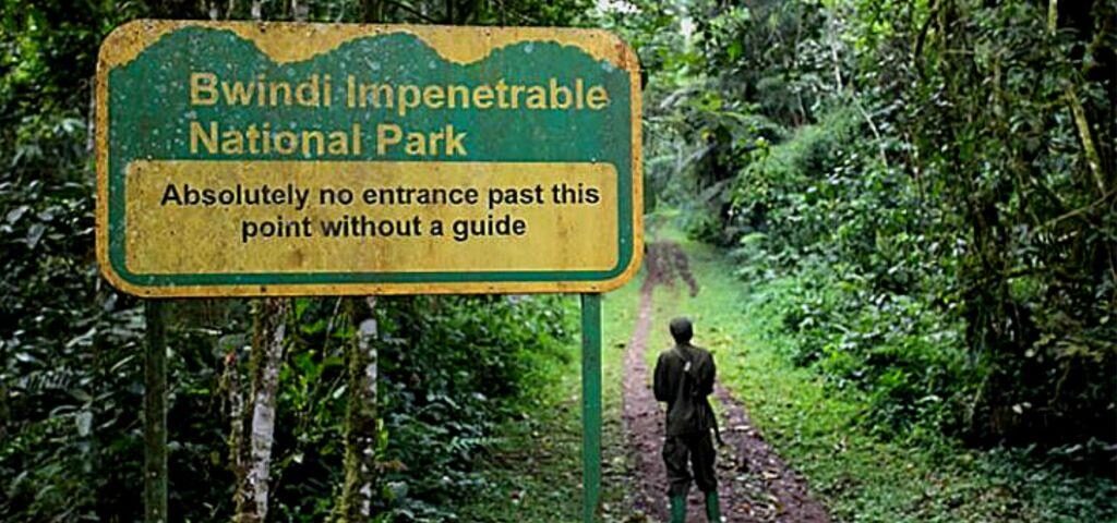 Gorilla Trekking Regions in Bwindi