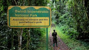 Gorilla Trekking Regions in Bwindi