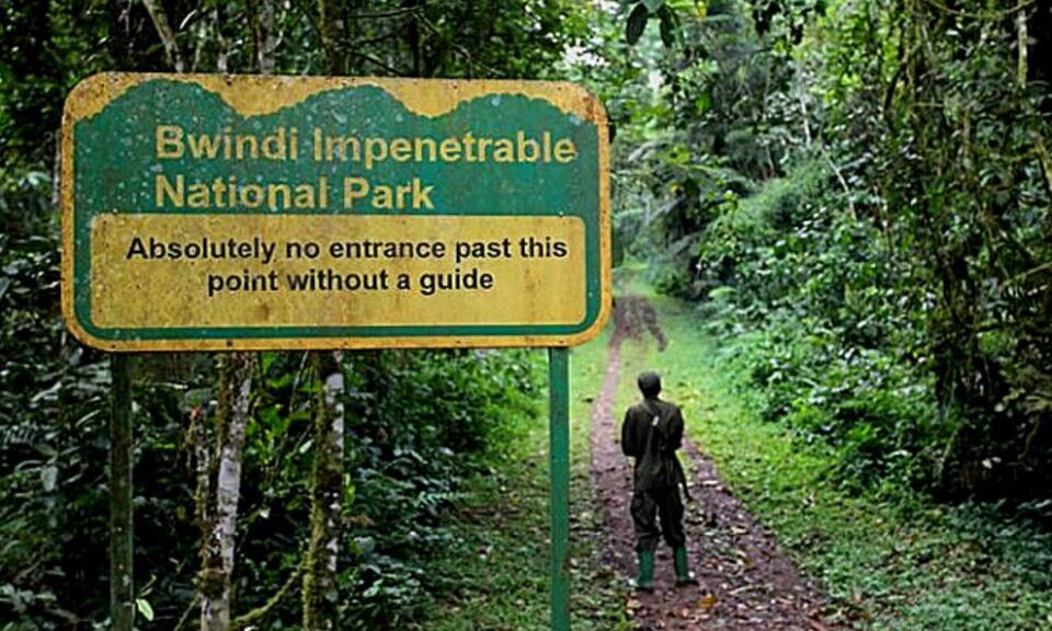 Gorilla Trekking Regions in Bwindi