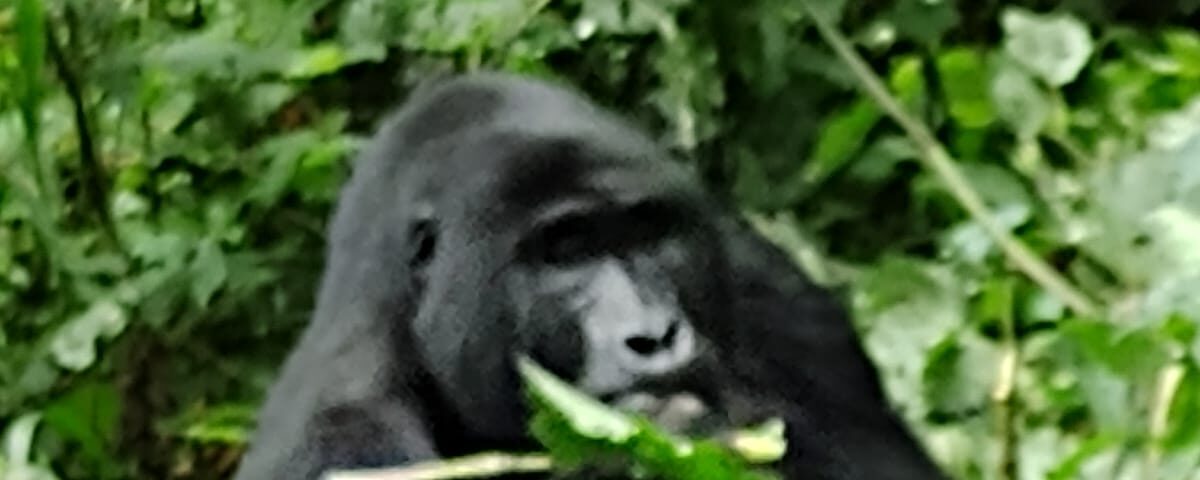 Uganda best place to see gorillas