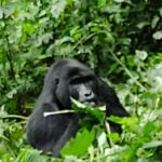 Uganda best place to see gorillas