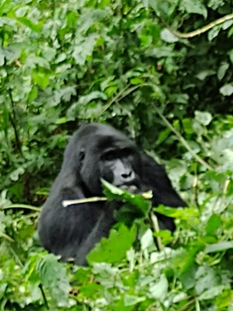Uganda best place to see gorillas
