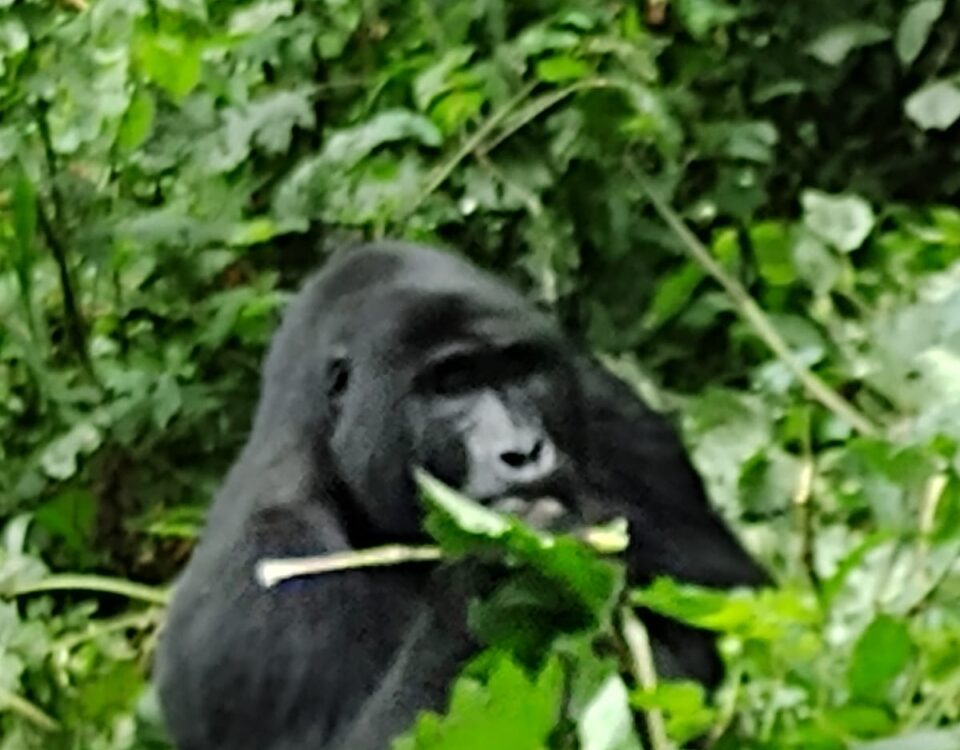 Uganda best place to see gorillas