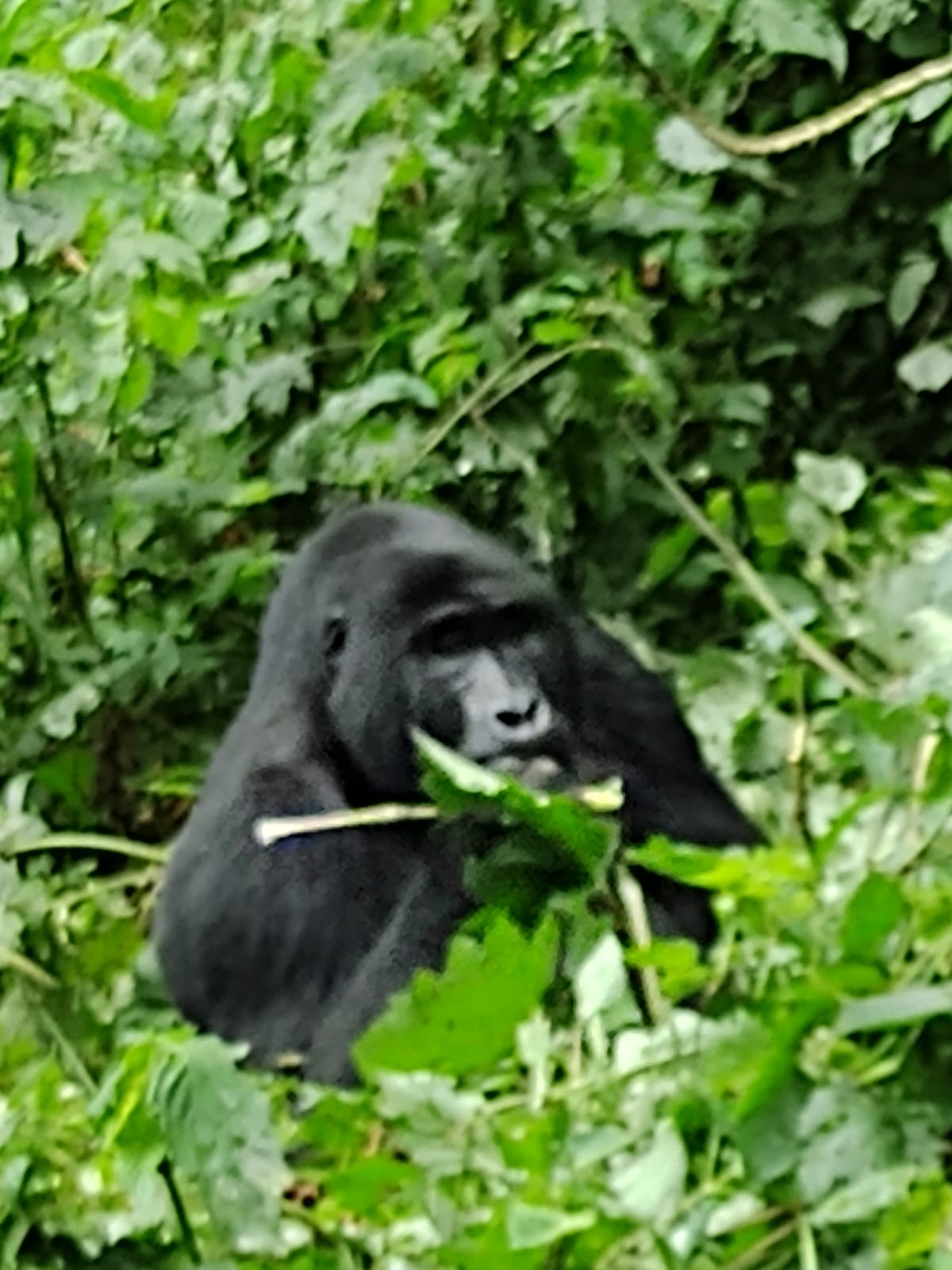 Uganda best place to see gorillas