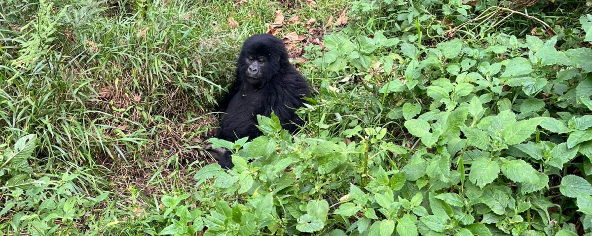 Uganda Gorilla Safari Kigali