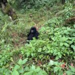 Uganda Gorilla Safari Kigali