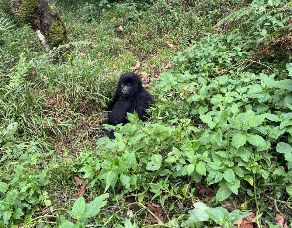 Uganda Gorilla Safari Kigali