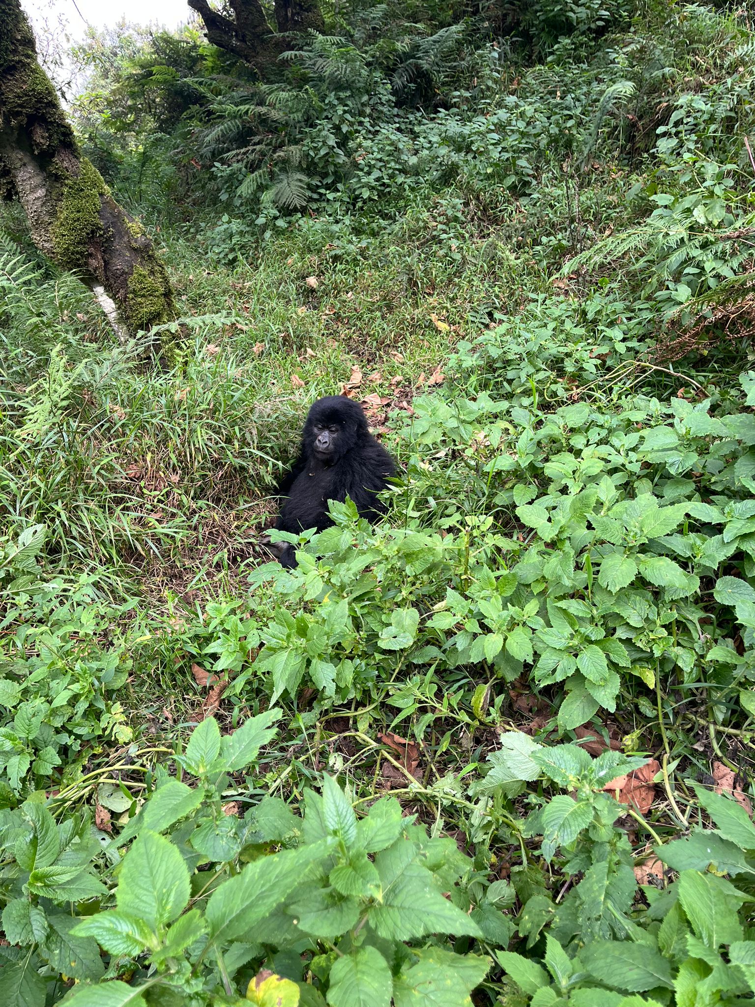 Uganda Gorilla Safari Kigali