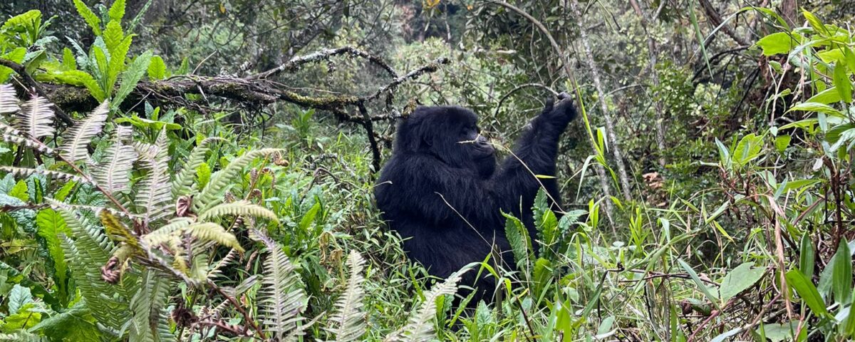 5 Days Uganda Gorilla Safari from Kigali
