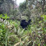 5 Days Uganda Gorilla Safari from Kigali