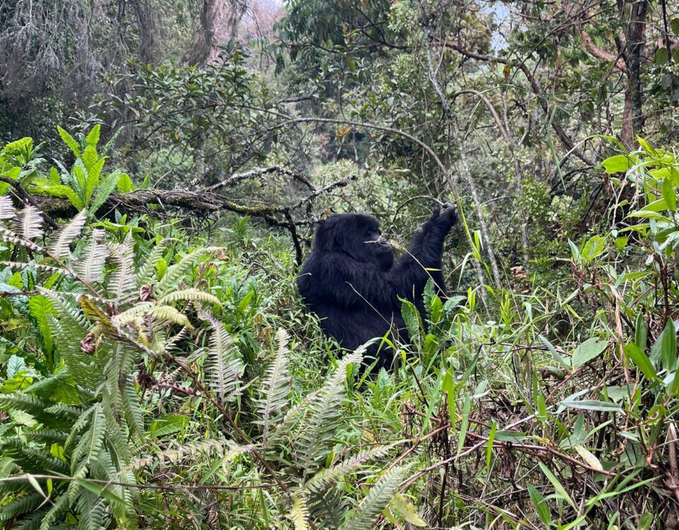 5 Days Uganda Gorilla Safari from Kigali