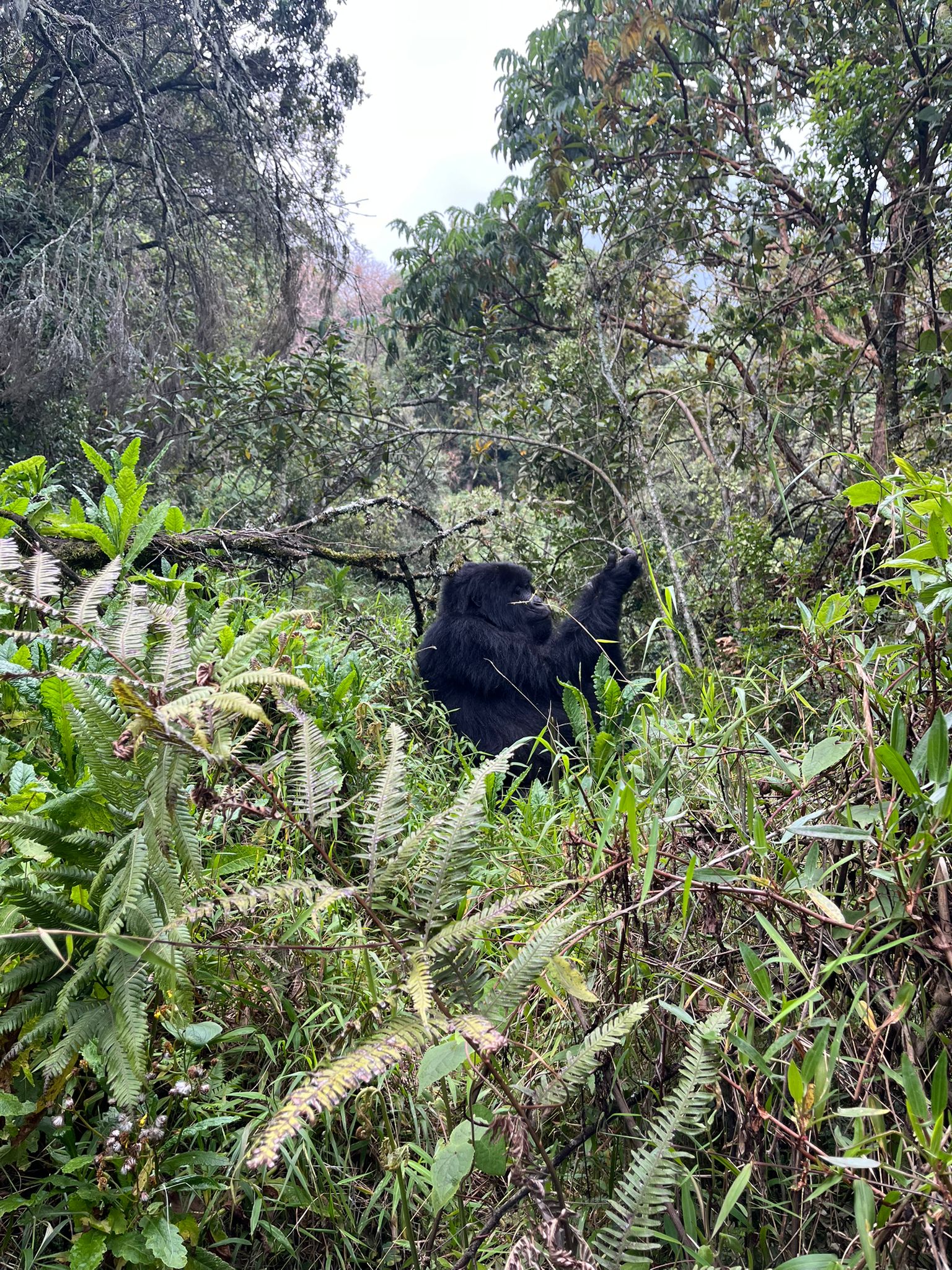 5 Days Uganda Gorilla Safari from Kigali