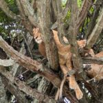tree-climbing lions Uganda