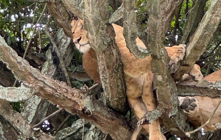 tree-climbing lions Uganda