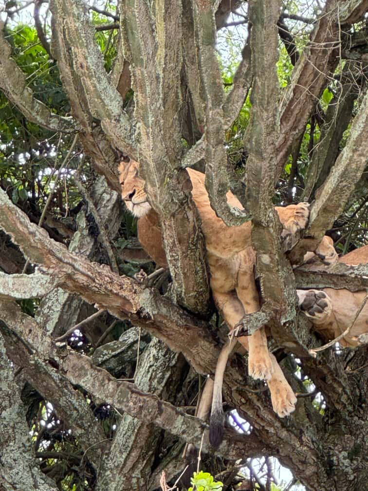 tree-climbing lions Uganda