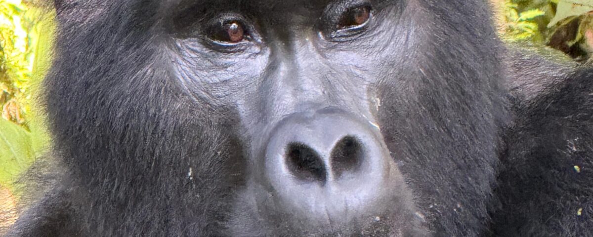 Budget Gorilla Safari Uganda