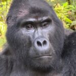 Budget Gorilla Safari Uganda