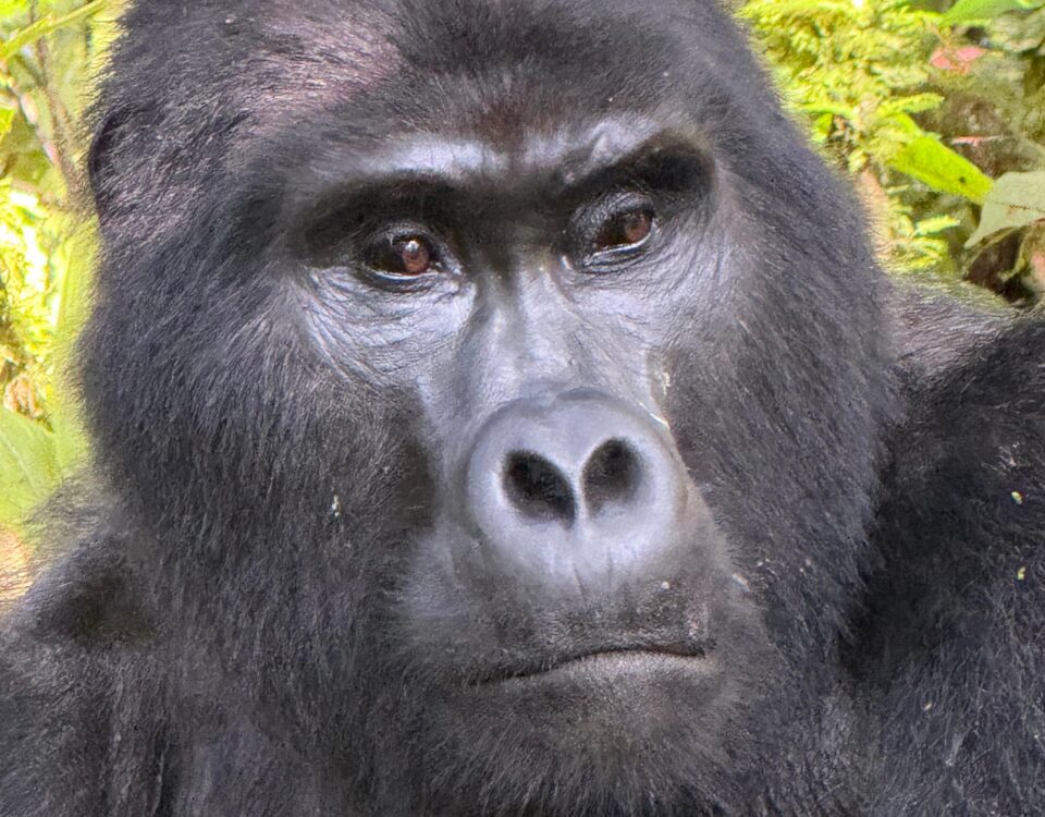 Budget Gorilla Safari Uganda