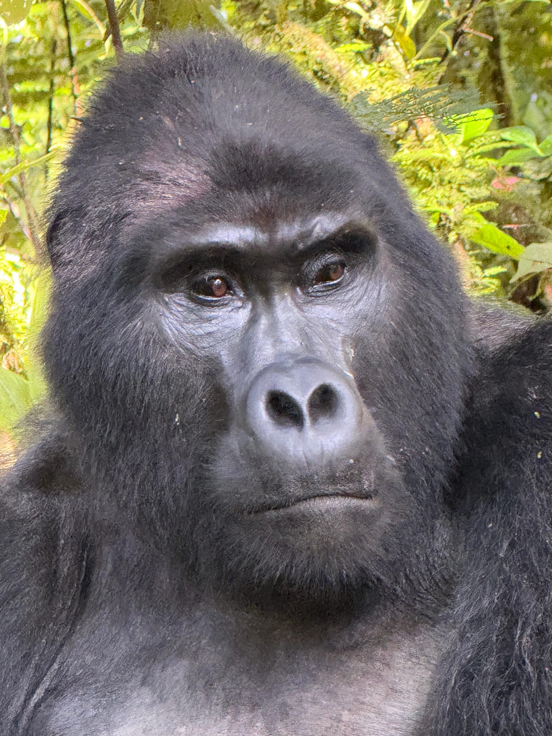 Budget Gorilla Safari Uganda
