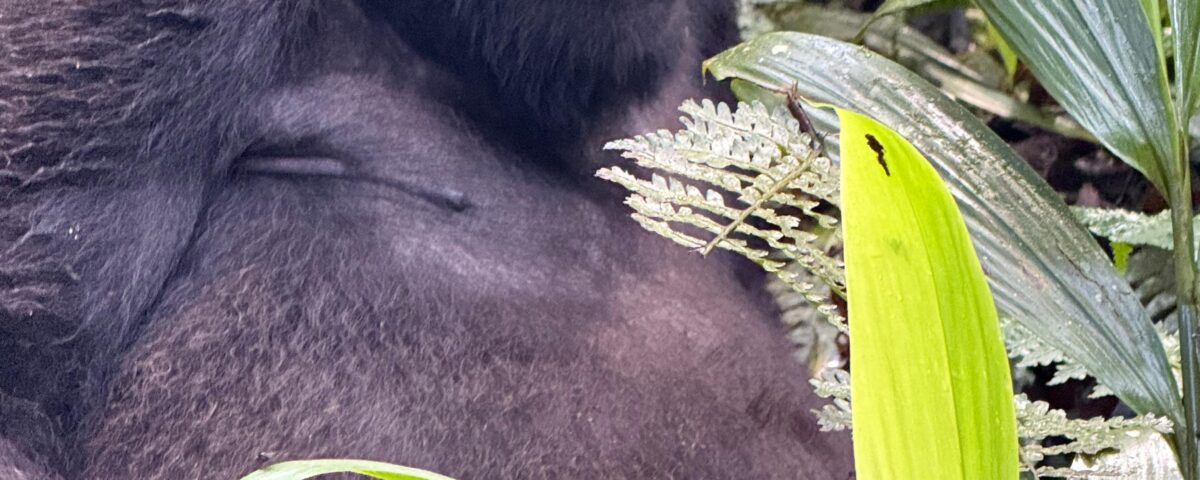 Gorilla Safari Uganda Rwanda