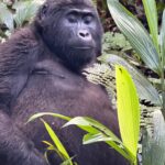 Gorilla Safari Uganda Rwanda