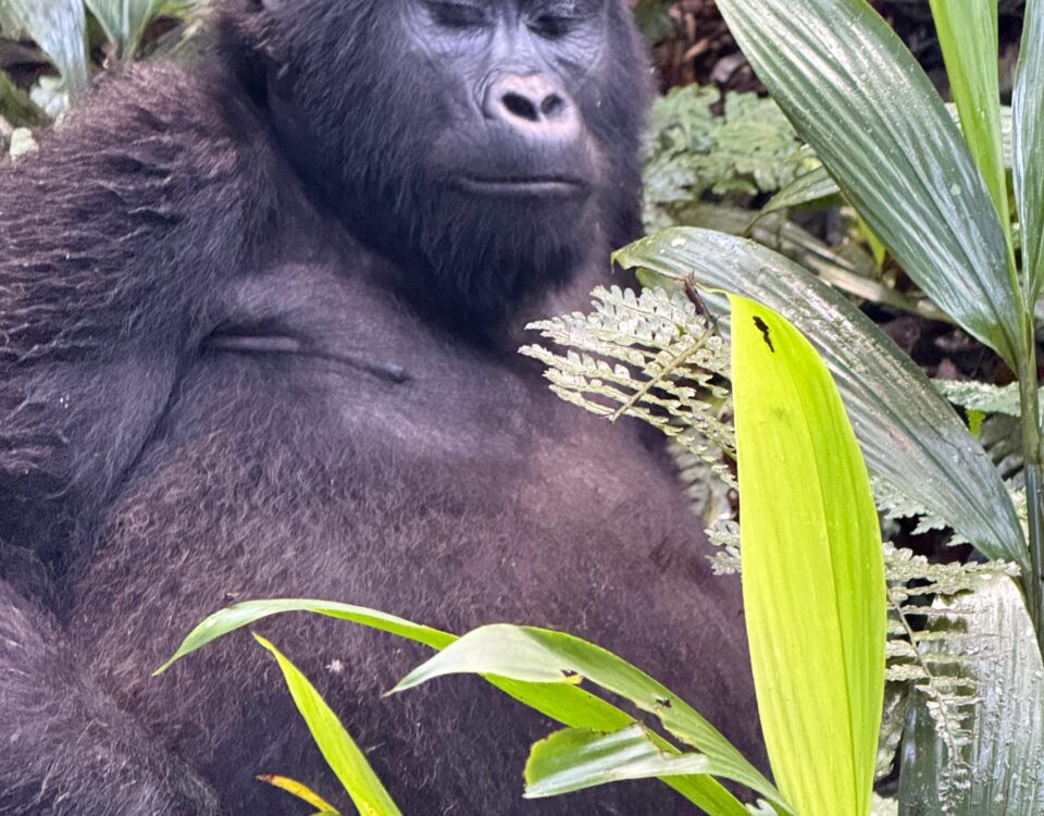 Gorilla Safari Uganda Rwanda