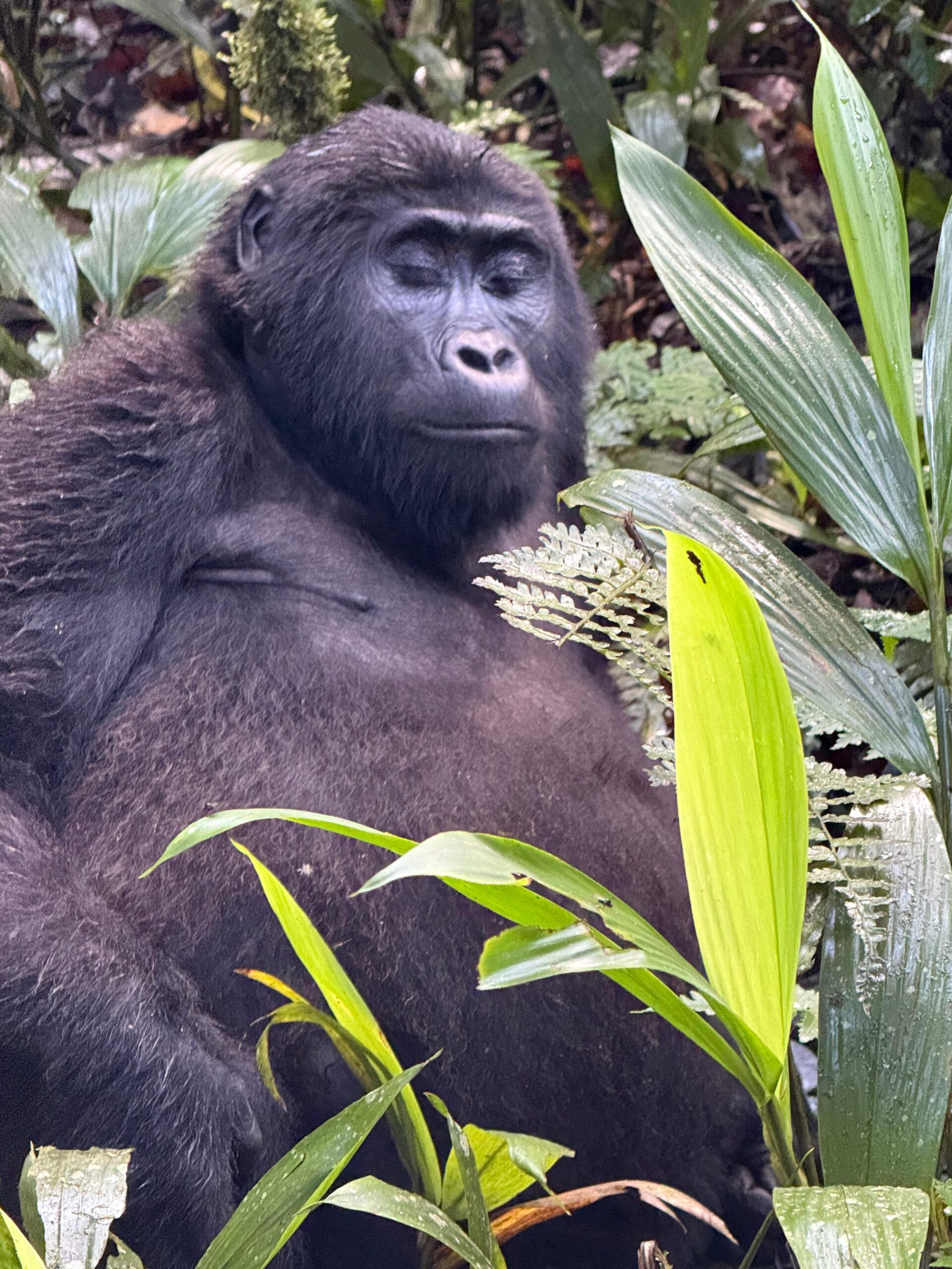 Gorilla Safari Uganda Rwanda