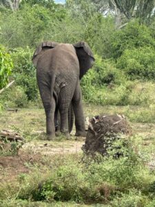 Places to See Elephants in Uganda