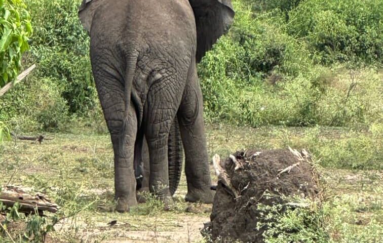 Places to See Elephants in Uganda