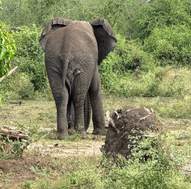 Places to See Elephants in Uganda