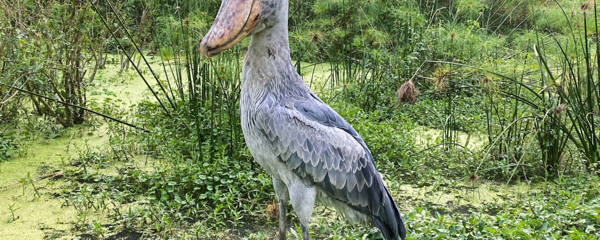 Mabamba Shoebill Tour